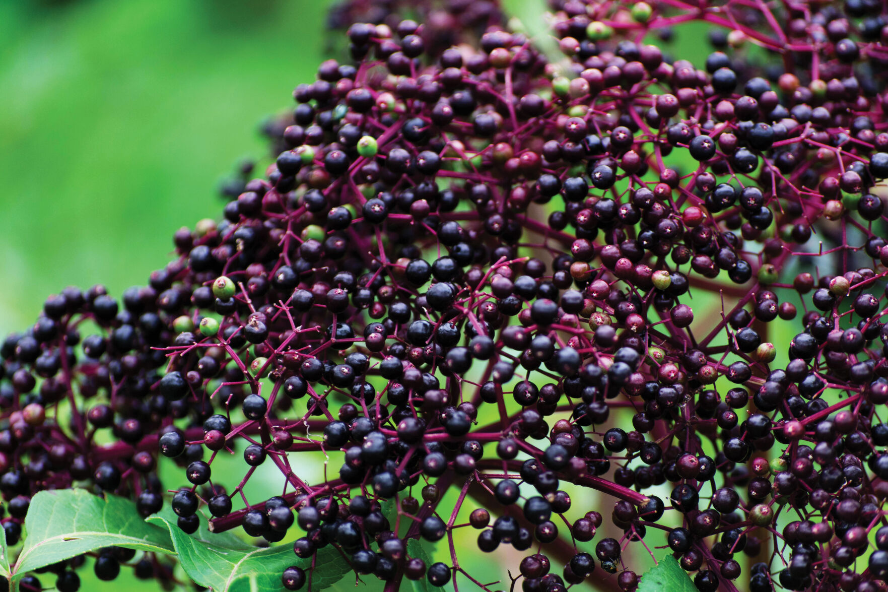 Elderberry close up
